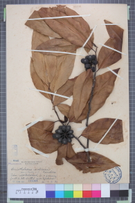 Specimen thumbnail